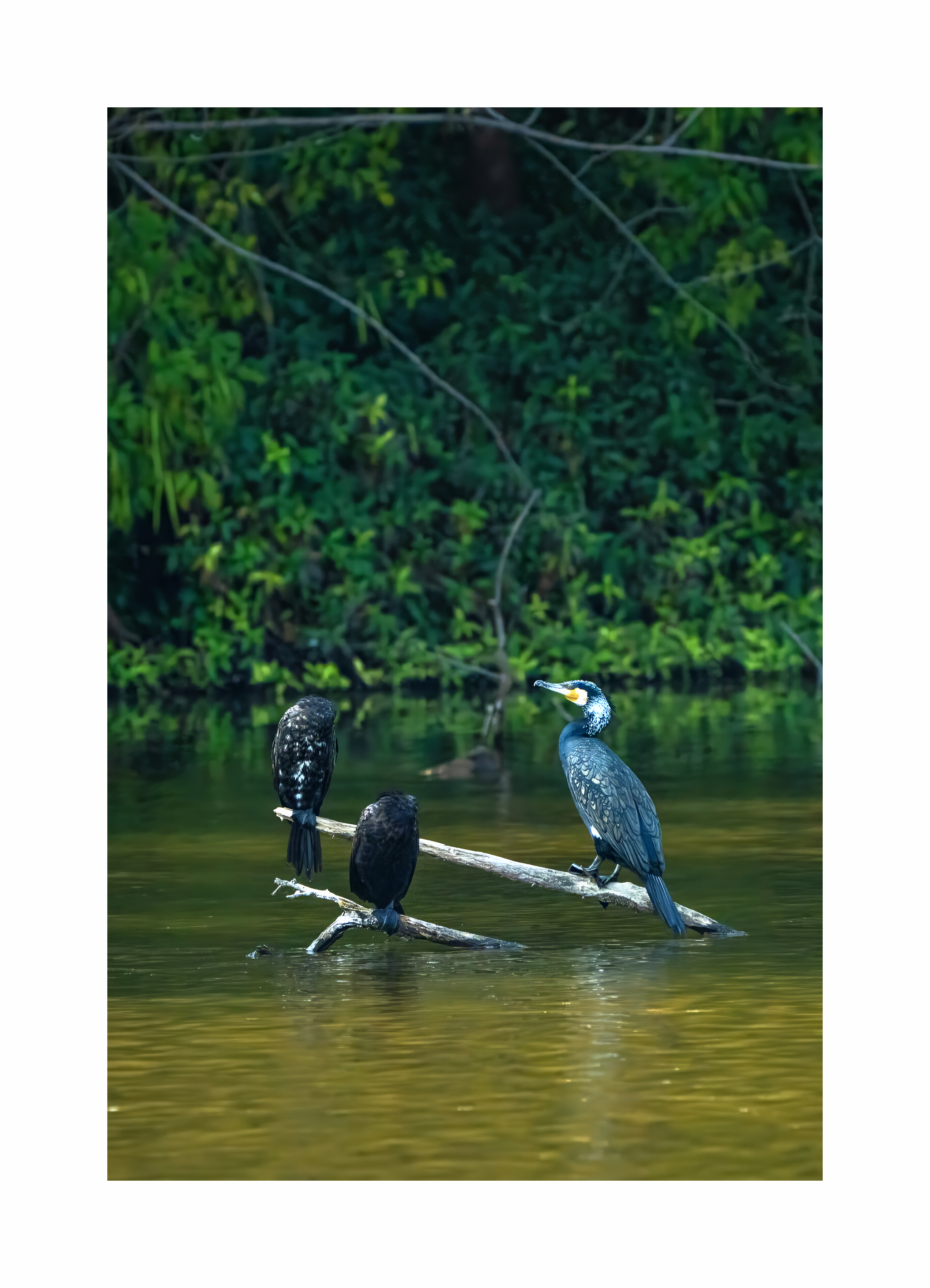 BPCL - Bina Biodiversity Study 16